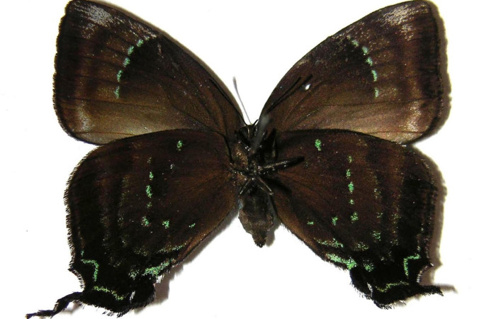 Figura 10. Adulto <i>Denivia augustula</i> (Lycaenidae). Área de Conservación Guanacaste, Sector Santa Rosa. 02-SRNP-9618-DHJ362907.