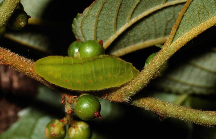 Figura 8. Larva <i>Denivia augustula</i> (Lycaenidae). Posición lateral entero en la hoja de la planta <i>Trema micrantha</i> (Cannabaceae). 02-SRNP-9618-DHJ68856.jpg.