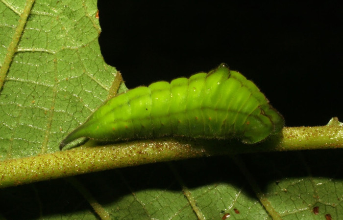 Figura 11. Larva <i>Denivia mavors</i> (Lycaenidae). Posición lateral entero en la hoja de la planta <i>Miconia impetiolaris</i> (Cannabaceae). 05-SRNP-33041-DHJ405260.jpg.