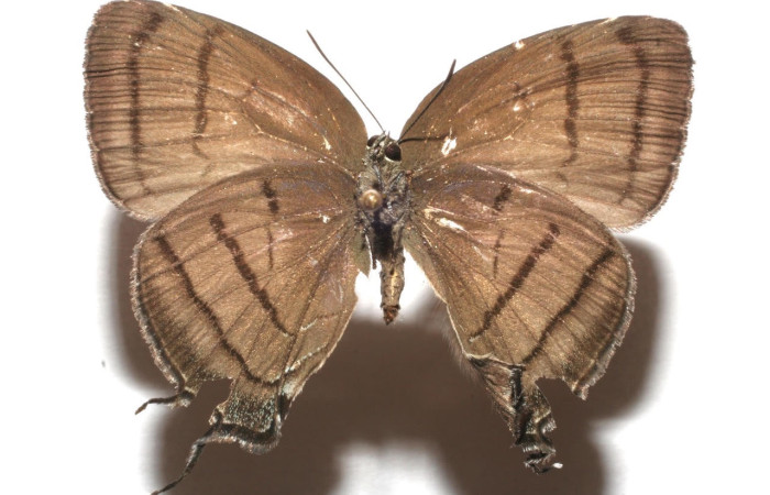 Figura 12. Adulto <i>Denivia mavors</i> (Lycaenidae). Área de Conservación Guanacaste, Sector Santa Rosa. 07-SRNP-100115-DHJ610079.jpg.