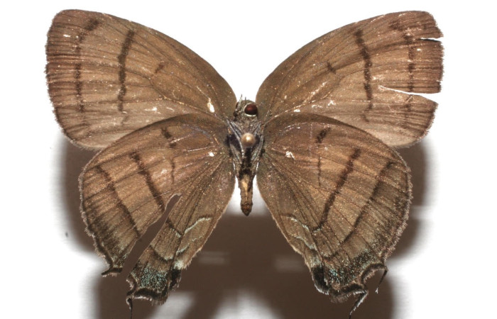 Figura 13. Adulto <i>Denivia mavors</i> (Lycaenidae). Área de Conservación Guanacaste, Sector Santa Rosa. 07-SRNP-100130-DHJ610094.jpg.