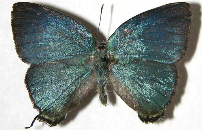 Figura 6. Adulto <i>Denivia hemon</i> (Lycaenidae). Área de Conservación Guanacaste, Sector Santa Rosa. 07-SRNP-32293-DHJ383112.