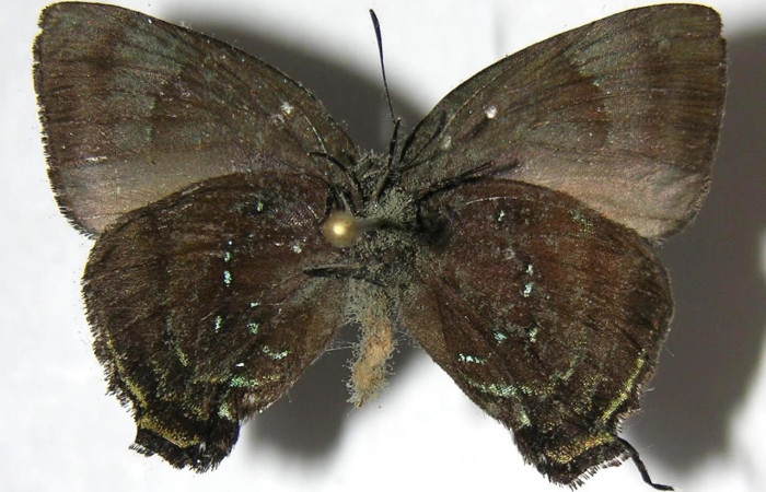 Figura 7. Adulto <i>Denivia hemon</i> (Lycaenidae). Área de Conservación Guanacaste, Sector Santa Rosa. 07-SRNP-32293-DHJ383113.