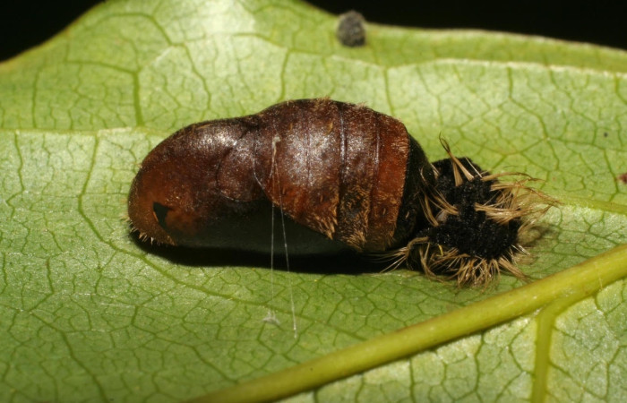 Figura 5. Pupa de la oruga <i>Denivia hemon</i> (Lycaenidae). Posición laral en la hoja de la planta, <i>Lonchocarpus oliganthus</i> (Fabaceae). 15-SRNP-65267-DHJ488211.jpg.