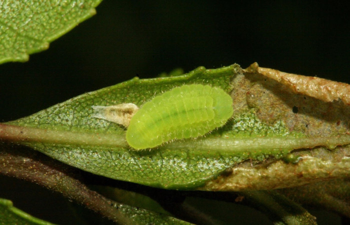 Figura 14. Larva <i>Denivia augustinula</i> (Lycaenidae). Posicióndorsal entero en la hoja de la planta <i>Morella cerifera</i> (Myricaceae). 10-SRNP-4493-DHJ474425.jpg.
