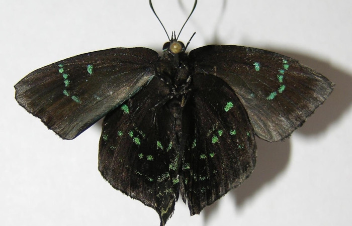 Figura 15. Adulto <i>Denivia mavors</i> (Lycaenidae). Área de Conservación Guanacaste, Sector Santa Rosa. 10-SRNP-4493-DHJ528676.