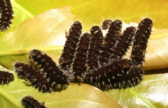 Figura 2. Larva <i>Denivia hemon</i> (Lycaenidae). Posición grupal en la hoja de la planta <i>Moquilea platypus</i> (Chrysobalanaceae). 15-SRNP-65267-DHJ488209.jpg.