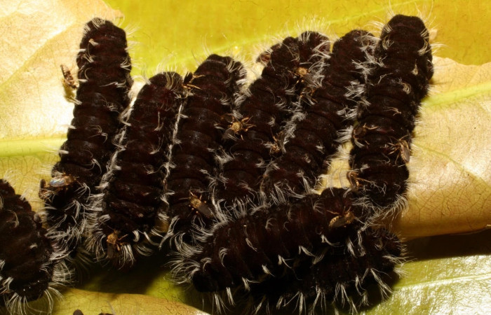 Figura 3. Larva <i>Denivia hemon</i> (Lycaenidae). Posición grupal en la hoja de la planta Moquilea platypus (Chrysobalanaceae). 15-SRNP-65267-DHJ488210.jpg.
