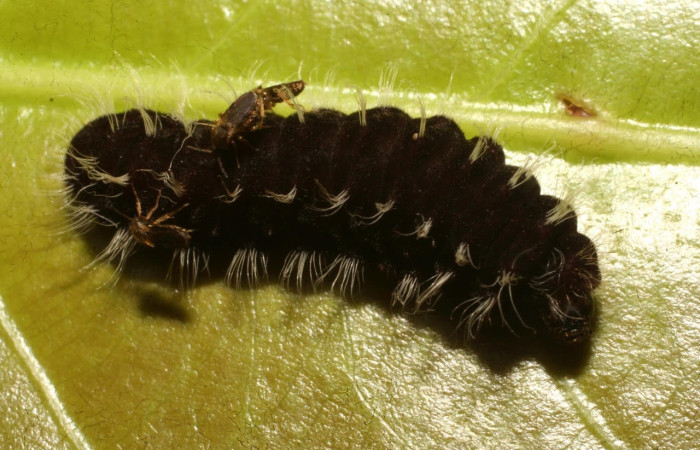 Figura 4. Larva <i>Denivia hemon</i> (Lycaenidae). Posición lateral en la hoja de la planta <i>Moquilea platypus</i> (Chrysobalanaceae). 15-SRNP-65267-DHJ488211.jpg.
