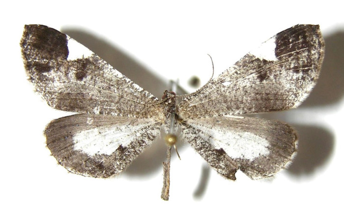 Figura 35. Adulto de <i>Macrosoma semiermis</i> (Hedylidae), vista dorsal, localidad Quebrada Raíz, Sector Del Oro ACG (280m). Voucher: 03-SRNP-30858-DHJ331700.jpg.