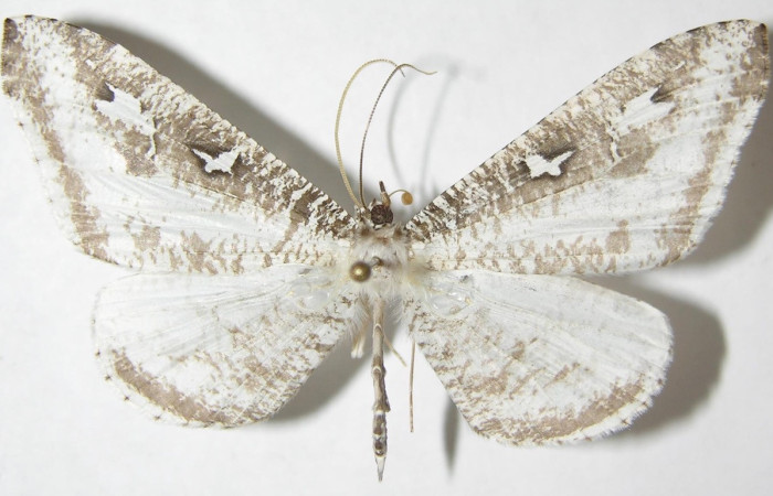 Figura 17. Adulto de <i>Macrosoma tipulata</i> (Hedylidae), vista dorsal, localidad Sendero Cuestona, Sector Pitilla ACG (640m). Voucher: 05-SRNP-31295-DHJ388932.jpg.