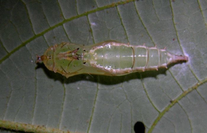 Figura 16. Pupa de <i>Macrosoma tipulata</i> (Hedylidae), vista dorsal, localidad Sendero Cuestona, Sector Pitilla ACG (640m). Voucher: 05-SRNP-31301-DHJ404034.jpg.