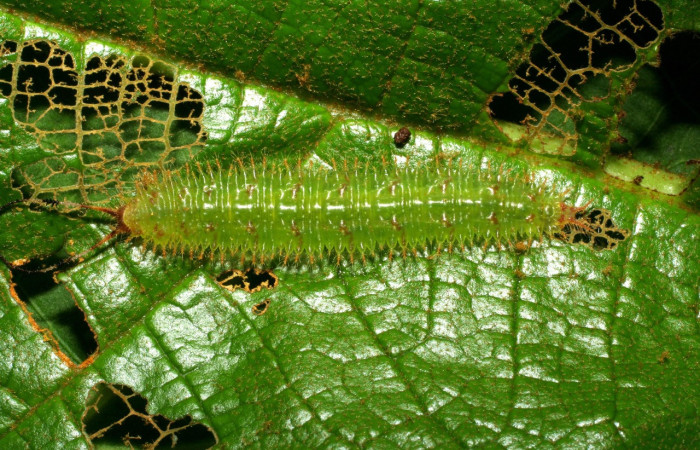 Figura 15. Larva <i>Macrosoma tipulata</i> (Hedylidae), penúltimo estadío (PU) vista dorsal, localidad Sendero Monte Sele, Sector Pitilla ACG (680m). Voucher: 06-SRNP-32390-DHJ413490.jpg.