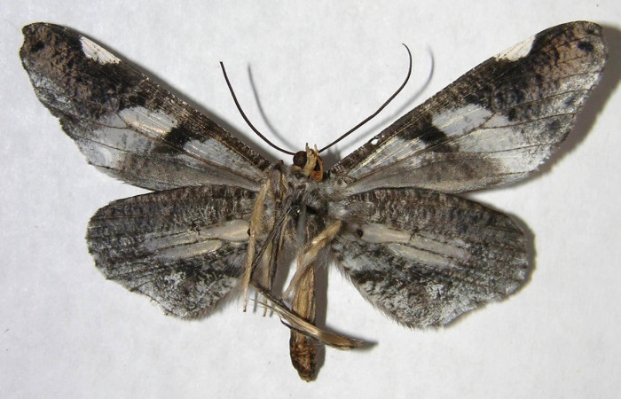 Figura 7. Adulto de <i>Macrosoma hyacinthina</i> (Hedylidae), hembra vista ventral, localidad Estación Biológica Caribe, Sector Rincón Rain Forest ACG (415m). Voucher: 06-SRNP-43826-DHJ360001.jpg.