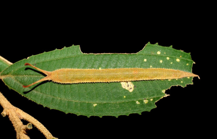 Figura 19. Larva <i>Macrosoma conifera</i> (Hedylidae), último estadío (U) vista dorsal localidad Cuesta Caimito, Sector Cacao ACG (1150m). Voucher: 06-SRNP-46449-DHJ417552.jpg.