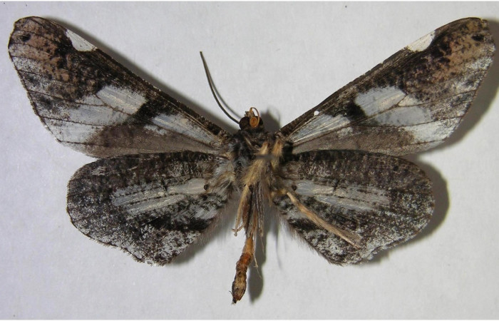 Figura 9. Adulto de <i>Macrosoma hyacinthina</i> (Hedylidae), macho vista ventral, localidad Amonias Sector Pitilla ACG (390m). Voucher: 06-SRNP-65847-DHJ371537.jpg.
