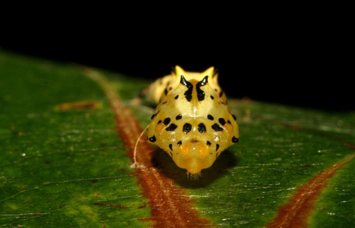 Figura 5. Pupa de <i>Macrosoma hyacinthina</i> (Hedylidae), vista frontal, localidad Amonias, Sector Pitilla ACG (390m). Voucher: 06-SRNP-65847-DHJ418143.jpg.