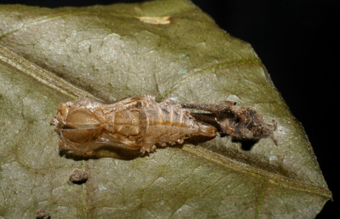 Figura 24. Pupa de <i>Macrosoma cascaria</i> (Hedylidae), vista dorsal, localidad Sendero Ponderosa, Sector Cacao ACG (1060m). Voucher: 08-SRNP-35837-DHJ449366.jpg.