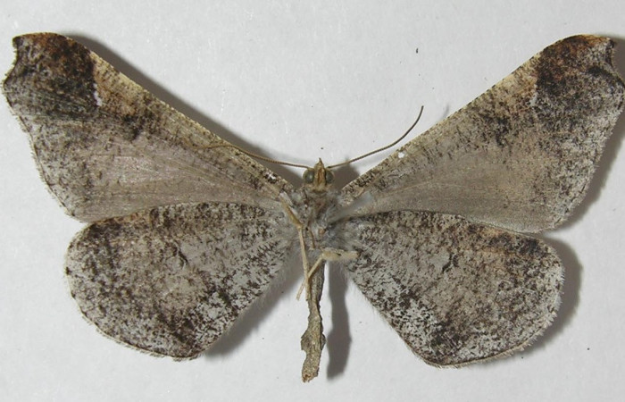 Figura 14. Adulto de <i>Macrosoma bahiata</i> (Hedylidae), vista ventral localidad Area Administrativa, Sector Santa Rosa ACG (295m). Voucher: 11-SRNP-13968-DHJ553755.jpg.