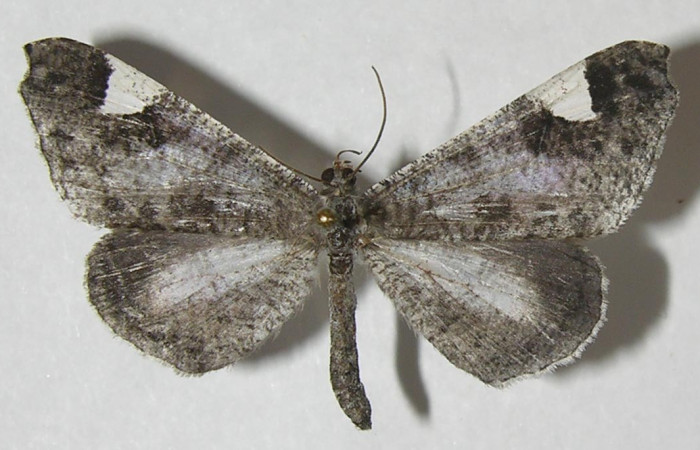 Figura 21. Adulto de <i>Macrosoma conifera</i> (Hedylidae), vista dorsal, localidad Estación Biológica Pitilla, Sector Pitilla ACG (675m). Voucher: 11-SRNP-32042-DHJ553752.jpg.