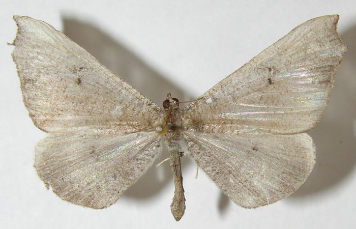 Figura 33. Adulto de <i>Macrosoma rubedinaria</i> (Hedylidae), vista dorsal, localidad Quebradona Estación Biológica Quica Sector Pitilla ACG (475m). Voucher: 11-SRNP-70012-DHJ548366.jpg.