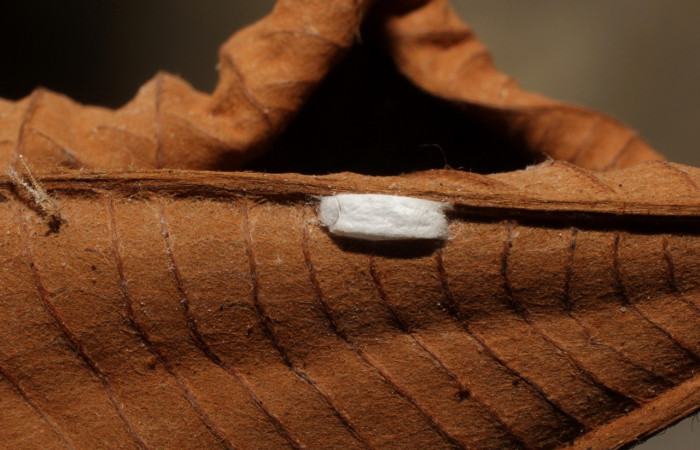 Figura 10. Restos de capullo de parásito <i>Apanteles</i> Rodriguez268 (Braconidae) que ataca <i>Macrosoma hyacinthina</i> (Hedylidae), localidad Bullas Estación Biológica Quica, Sector Pitilla ACG (440m). Voucher: 11-SRNP-71703-DHJ802297.jpg.