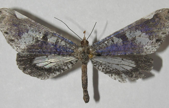 Figura 1. Adulto de <i>Macrosoma hyacinthina</i> (Hedylidae), vista dorsal, localidad Bullas Estación Biológica Quica, Sector Pitilla ACG (440m). Voucher: 11-SRNP-71763-DHJ553748.jpg.