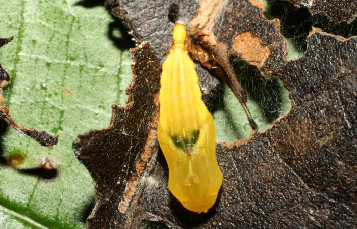 Figura 32. Pupa de <i>Macrosoma rubedinaria</i> (Hedylidae), vista dorsal, localidad Naranjales, Sector Cacao ACG (1030m). Voucher: 13-SRNP-36652-DHJ490477.jpg.