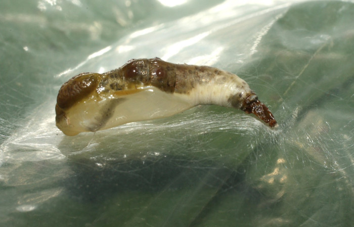 Figura 20. Pupa de <i>Macrosoma conifera</i> (Hedylidae), vista lateral, localidad Estación Biológica Cacao, Sector Cacao ACG (1150m). Voucher: 14-SRNP-35269-DHJ490690.jpg.
