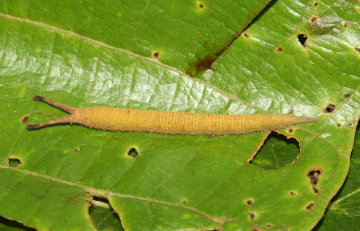Figura 2. Larva <i>Macrosoma hyacinthina</i> (Hedylidae), último estadío (U) vista dorsal, localidad Estación Biológica Caribe, Sector Rincón Rain Forest ACG (415m). Voucher: 19-SRNP-41947-DHJ767806.jpg.