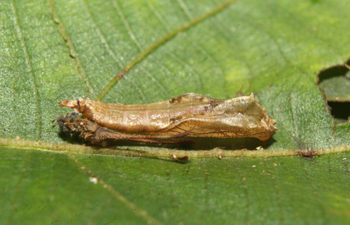 Figura 28. Pupa de <i>Macrosoma heliconiaria</i> (Hedylidae), vista lateral, localidad Pasmompa Sector Pitilla ACG (440m). Voucher: 20-SRNP-70250-DHJ752660.jpg.