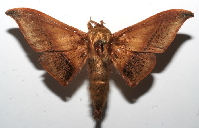 Figura 9. Adulto de <i>Cicinnus</i> Janzen71 (Mimallonidae), vista dorsal. Voucher 10-SRNP-107226-DHJ652101.jpg