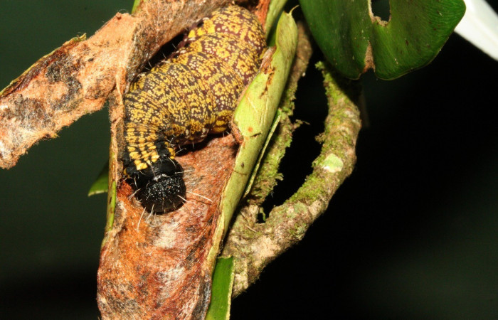 Figura 1. <i>Cicinnus</i> Janzen71 (Mimallonidae), larva en último estadio, posición dorsal y frontal, Sector San Cristóbal. Voucher 11-SRNP-3483-DHJ486830.jpg.
