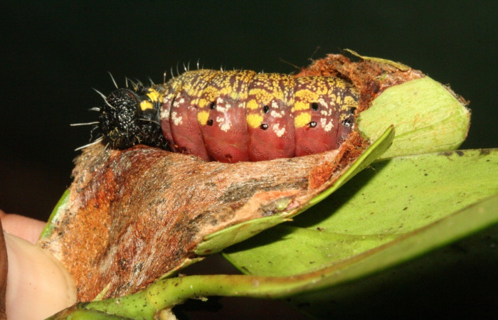 Figura 5. <i>Cicinnus</i> Janzen71 (Mimallonidae), último estadio, posición dorsal, Sector San Cristóbal. Voucher 11-SRNP-3483-DHJ486831.jpg.