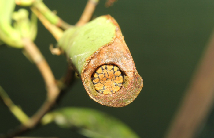 Figura 8. Casa de <i>Cicinnus</i> Janzen71 (Mimallonidae), posición tracera, último estadio. Voucher17-SRNP-72646-DHJ741005.jpg.