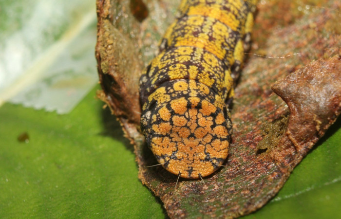 Figura 4. <i>Cicinnus</i> Janzen71 (Mimallonidae), penúltimo estadio, posición tracera, Estación Quica. Voucher 417-SRNP-72646-DHJ741011.jpg.