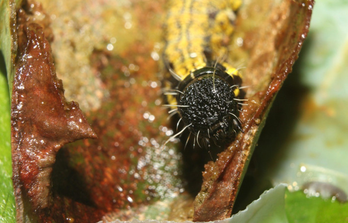 Figura 3. <i>Cicinnus</i> Janzen71 (Mimallonidae), penúltimo estadio, posición frontal, Estación Quica. Voucher  17-SRNP-72646-DHJ741013.jpg.