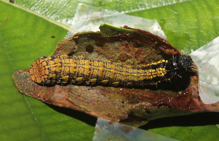 Figura 2. <i>Cicinnus</i> Janzen71 (Mimallonidae), larva en último estadio, posición dorsal, Sector San Cristóbal. Voucher 17-SRNP-72646-DHJ741014.jpg.