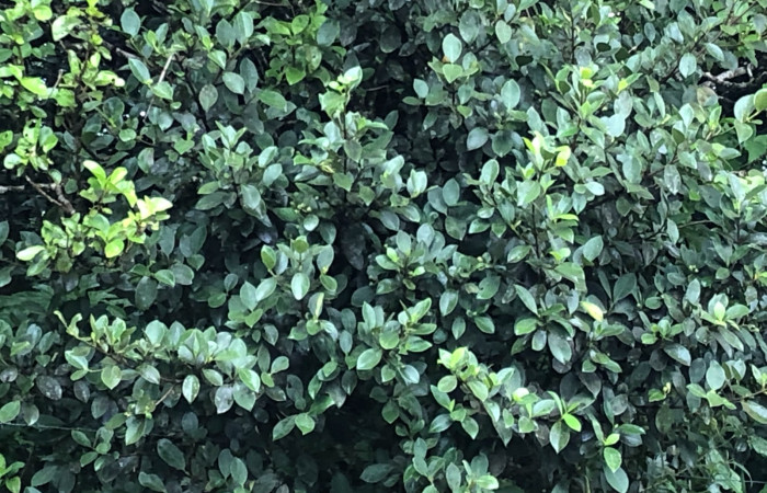 Figura 11. <i>Clusia minor</i> (Clusiaceae) planta hospedera de <i>Cicinnus</i> Janzen71 (Mimallonidae). Foto Gloria Sihezar. Sendero Piñal 30 septiembre 2023.