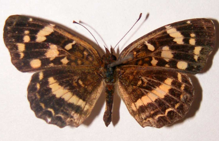 Figura 18. Adulto de <i>Anthanassa tulcis</i> (Nymphalidae),  hembra vista dorsal, localidad, Quebrada Puercos Sector Santa Rosa ACG (155m). Voucher 02-SRNP-32248-DHJ34774.jpg.