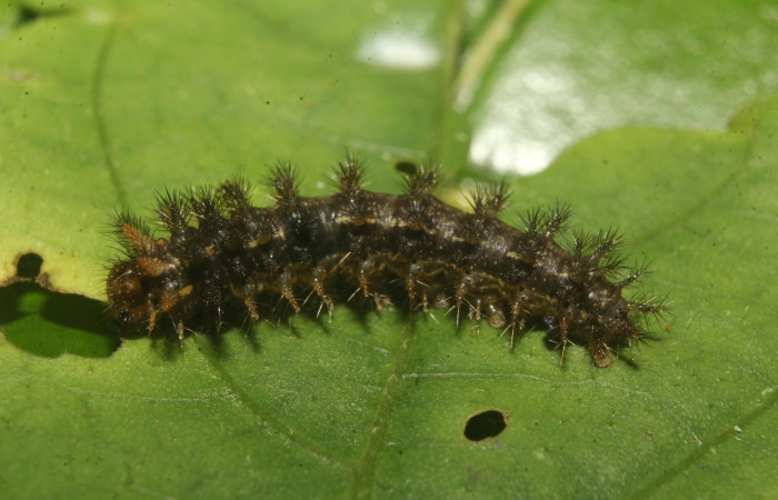 Figura 3. Larva <i>Anthanassa frisia</i> (Nymphalidae), en penúltimo estadío (PU), vista lateral, localidad Medrano Estación Biológica Quica Sector Pitilla ACG (440m). Voucher: 23-SRNP-71637-DHJ782742.jpg.