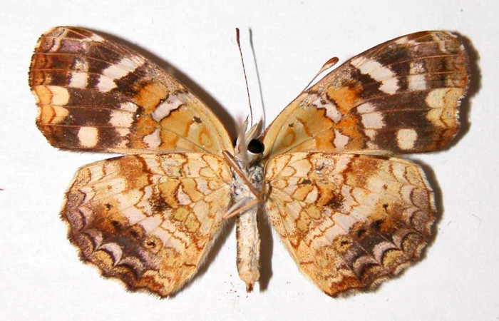 Figura 10. Adulto de <i>Anthanassa frisia</i> (Nymphalidae),  macho vista ventral, localidad Quebrada Vaca Blanca, Sector Santa Rosa ACG (280m). Voucher 94-SRNP-9965.31-DHJ34039.jpg.