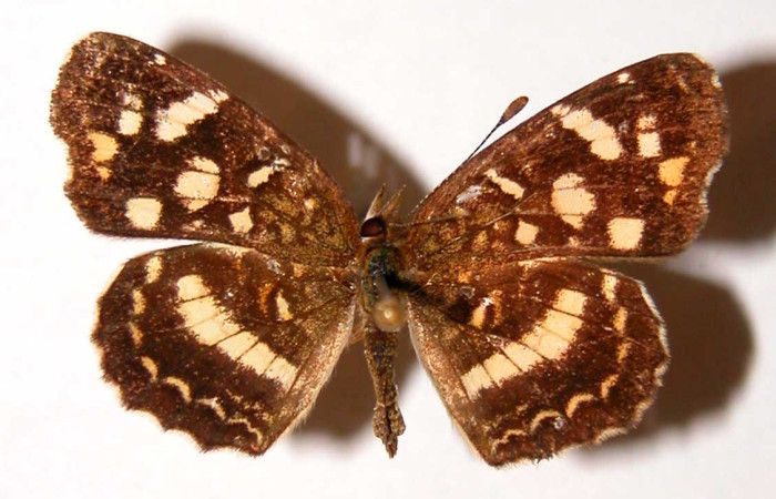 Figura 11. Adulto de <i>Anthanassa frisia</i> (Nymphalidae),  hembra vista dorsal, localidad Quebrada Vaca Blanca, Sector Santa Rosa ACG (280m). Voucher 94-SRNP-9965.39-DHJ34040.jpg.
