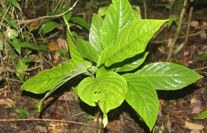 Figura 19. Planta hospedera de <i>Anthanassa frisia</i> (Nymphalidae, esta planta se llama <i>Justicia aurea</i> (Acanthaceae), localidad Medrano Estación Biológica Quica Sector Pitilla ACG (440m) foto: Ricardo Calero 07 Octubre 2023.