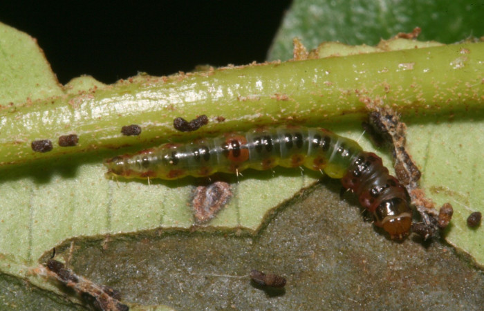 Figura 1. Larva <i>Rectiostoma annemayae</i> (Depressariidae), color verde, posición dorsal, mide 13 mm
aproximadamente. Planta hospedera <i>Blakea scarlatina</i> (Melastomataceae). Voucher: 11-SRNP-44509-
DHJ488986.jpg.