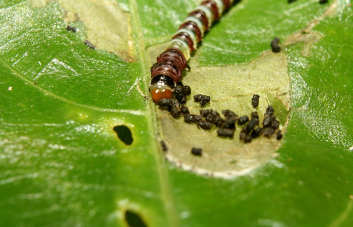 Figura 10. Larva <i>Rectiostoma eowilsoni</i> (Depressariidae), color morado con anillos color blancos, posición frontal, mide 10 mm aproximadamente. Planta hospedera <i>Staphylea occidentalis</i> (Staphyleaceae). Voucher: 13- SRNP-70428-DHJ702128.jpg.