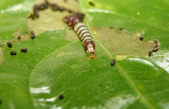 Figura 11. Larva <i>Rectiostoma eowilsoni</i> (Depressariidae), color morado con anillos color blancos, posición parte tracera, mide 10 mm aproximadamente. Planta hospedera <i>Staphylea occidentalis</i> (Staphyleaceae). Voucher: 13- SRNP-70428-DHJ702127.jpg.
