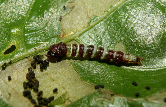 Figura 12. Larva <i>Rectiostoma eowilsoni</i> (Depressariidae), color morado con anillos color blancos, posición parte tracera, mide 10 mm aproximadamente. Planta hospedera <i>Staphylea occidentalis</i> (Staphyleaceae). Voucher: 13- SRNP-70428-DHJ702129.jpg.