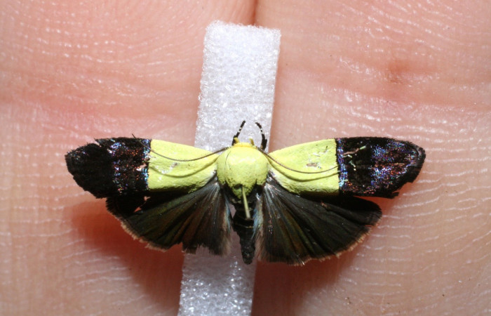 Figura 13. Adulto <i> Rectiostoma eowilsoni</i> (Depressariidae) posición dorsal. Voucher: 11-SRNP-65444-DHJ551508.