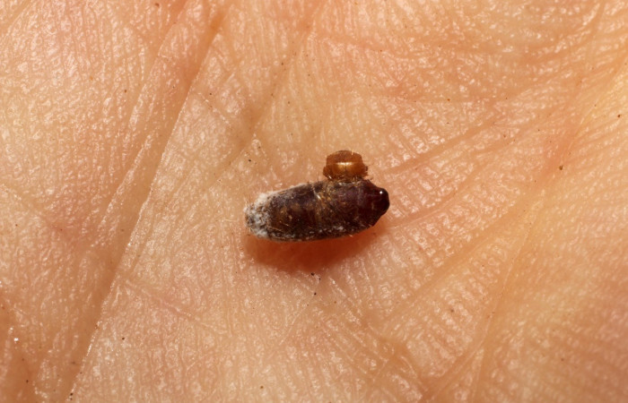 Figura 15. Restos de pupario <i>Phytomyptera</i> Janzen03 (Tachininae), color café, posición dorsal, larva <i>Rectiostoma annemayae</i>. (Depressariidae). Voucher: 10-SRNP-71402-DHJ498366.jpg.